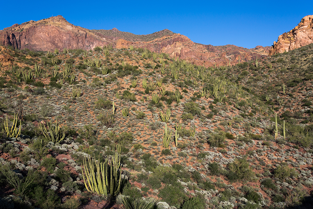 10-19 - 12.jpg - Organ Pipe Cactus National Monument